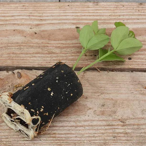 Heathcliff Sweet Pea Seedling in a Jumbo Plug Showing Good Root Development