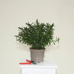 Bouquet Hebe Plant in 2 Litre Pot