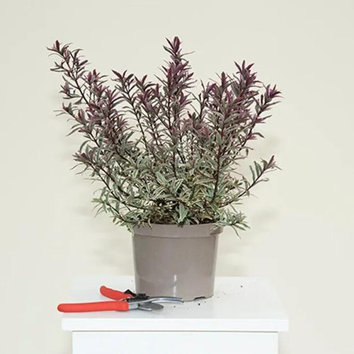 Magic Summer Hebe Plant in 2 Litre Pot