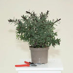 Marilyn Monroe Hebe Plant in 2 Litre Pot