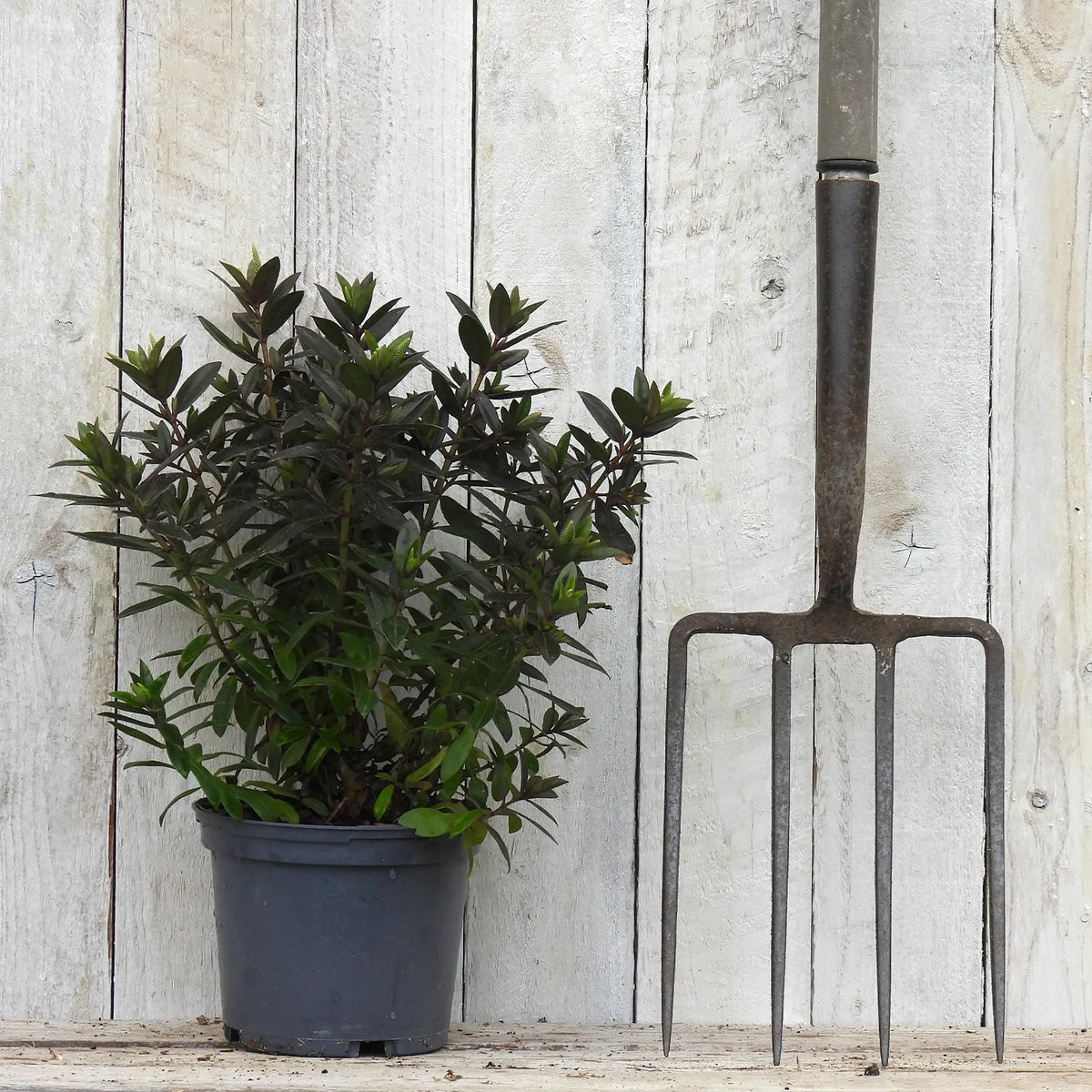 Potted hebe plant next to a garden fork against a wooden background