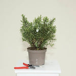 Hebe Starlight Plant in 3 Litre Pot