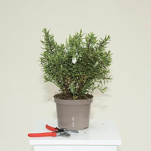 Hebe Starlight Plant in 3 Litre Pot