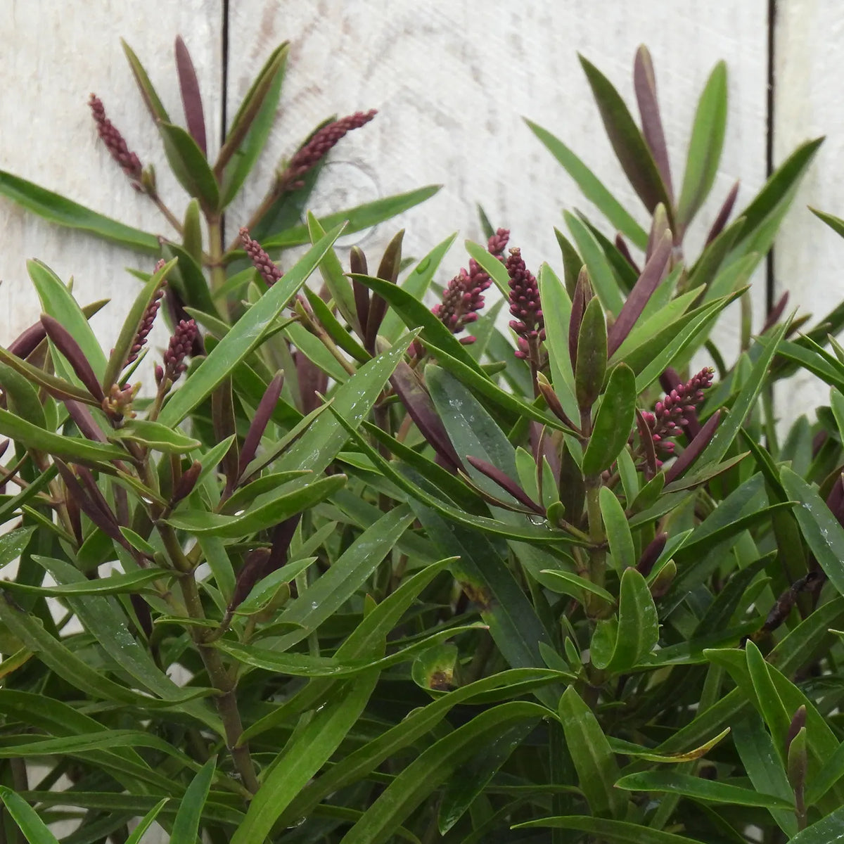 Close-up of green hebe leaves with purple buds against a light wooden background
