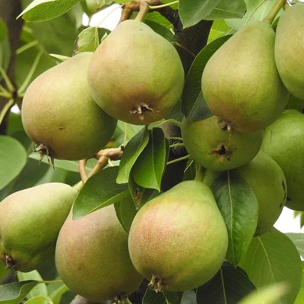 Hellens Early Perry Pears on the tree