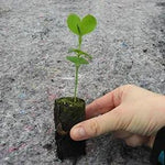 Henry Thomas Sweet Pea Seedling in a Jumbo Plug Showing Good Root Development