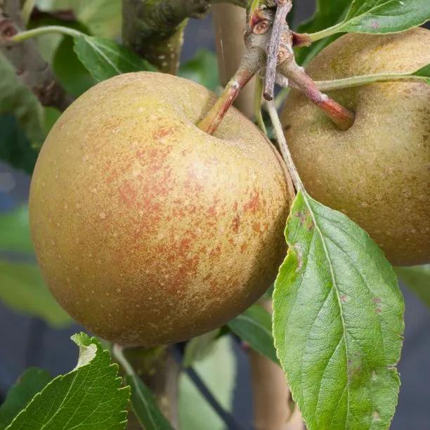 Herefordshire Russet Apples on the tree