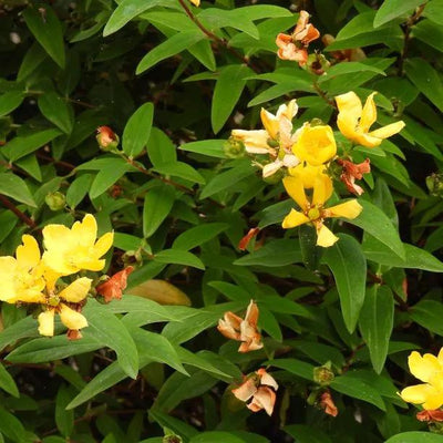 Hidcote Gold St John's Wort Flowers