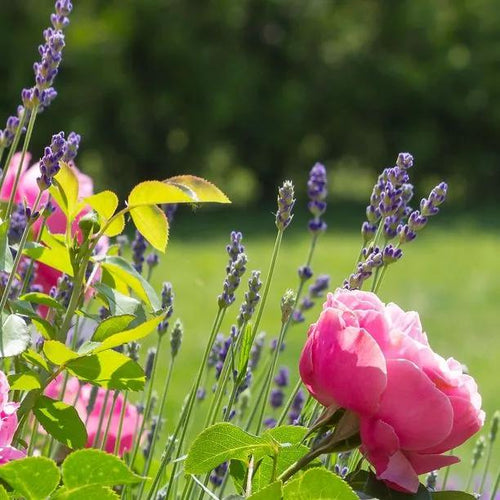 Hidcote Lavander planted with pink roses