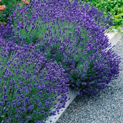 Hidcote Lavander Flowers