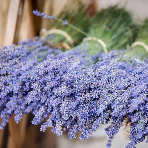 Hidcote' English Lavender harvested flowers for drying