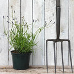 Hidcote Lavender Plant in 2 Litre Pot