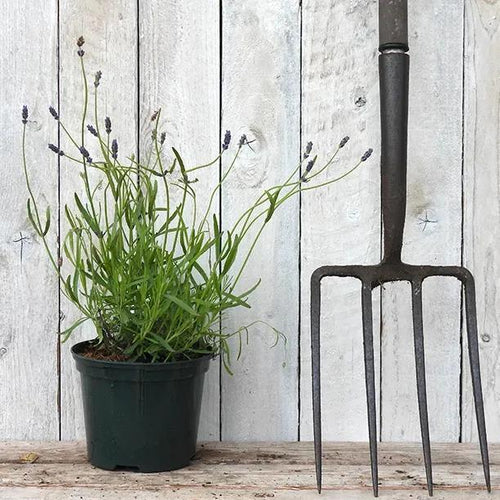 Hidcote Lavender Plant in 2 Litre Pot