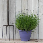 Hidcote Lavender Plant in 5 litre pot