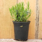 Hidcote Lavender Plant in 9cm pot (P9)