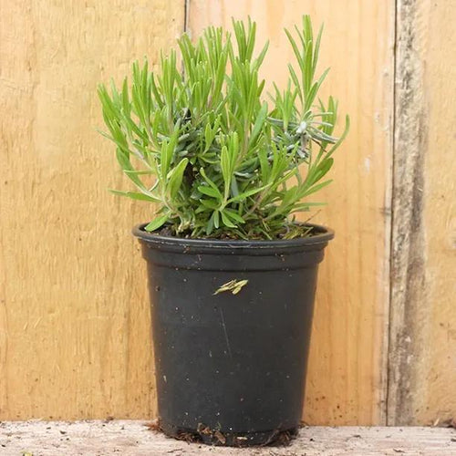Hidcote Lavender Plant in 9cm pot (P9)