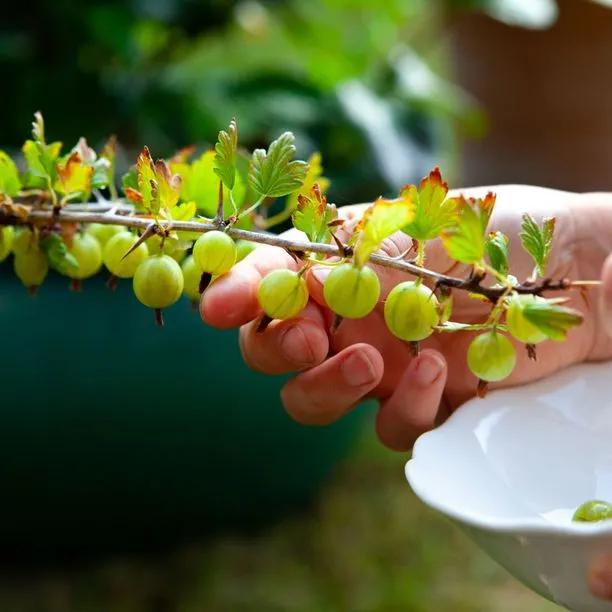 Hinnonmaki Green Gooseberry Fruit