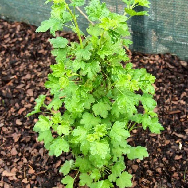Young Hinnonmaki Green Gooseberry Plant in Spring