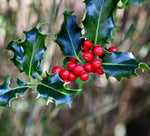 English Holly Hedge Plants