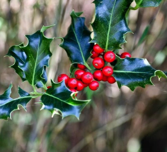English Holly Hedge Plants