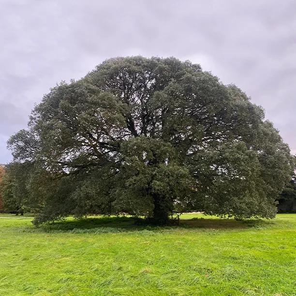 Large Mature Holm Oak Tree