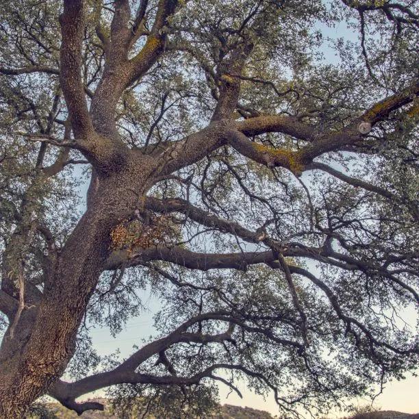 Mature Holm Oak Tree