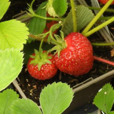 Honeoye Strawberries