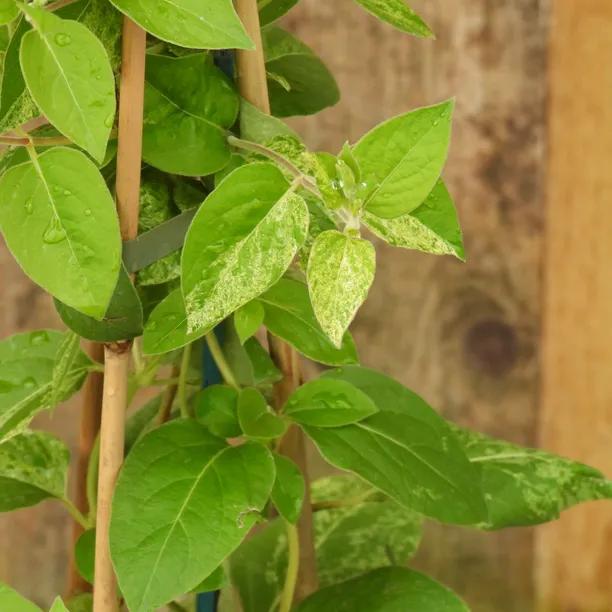 Lonicera Mint Crisp variegated honeysuckle Leaves