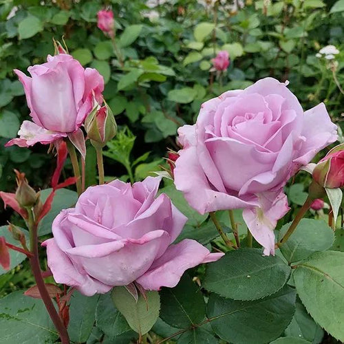 Hope and Dreams Lilac-pink roses in flowerbed