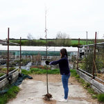 Bareroot Hornbeam 6cm to 8cm girth Standard Tree