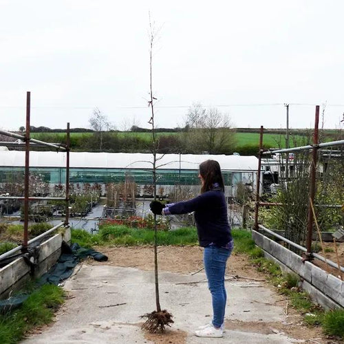 Bareroot Hornbeam 6cm to 8cm girth Standard Tree