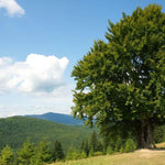 Mature Hornbeam tree in a field on a glorious Summer day