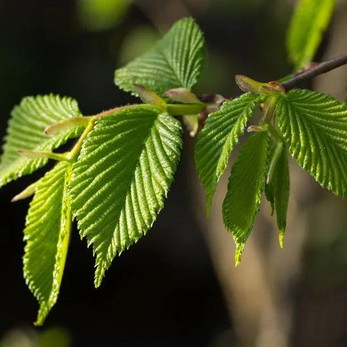 Hornbeam Tree Leaves in Spring