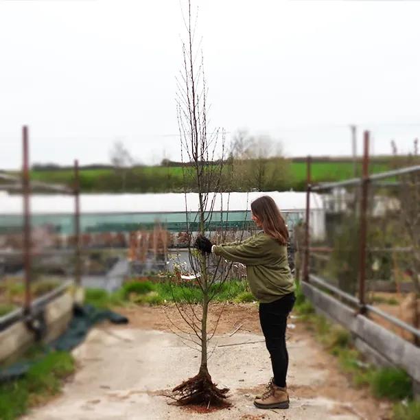 Bareroot Fastigiate Hornbeam 6cm to 8cm girth Standard Feathered Tree