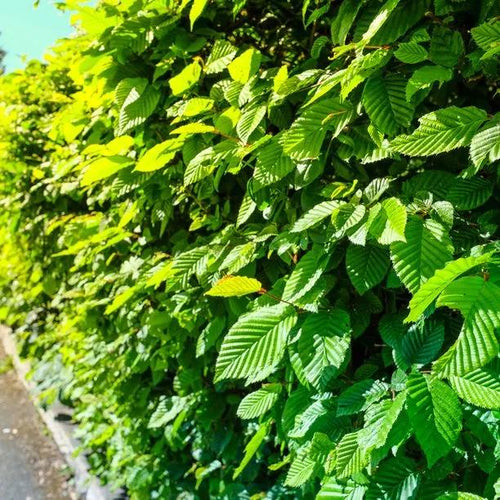 Mature Hornbeam Hedge