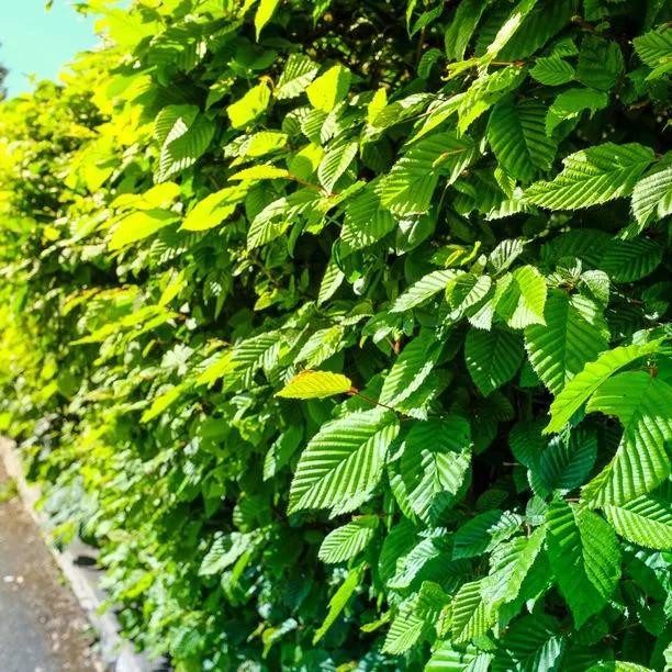 Mature Hornbeam Hedge