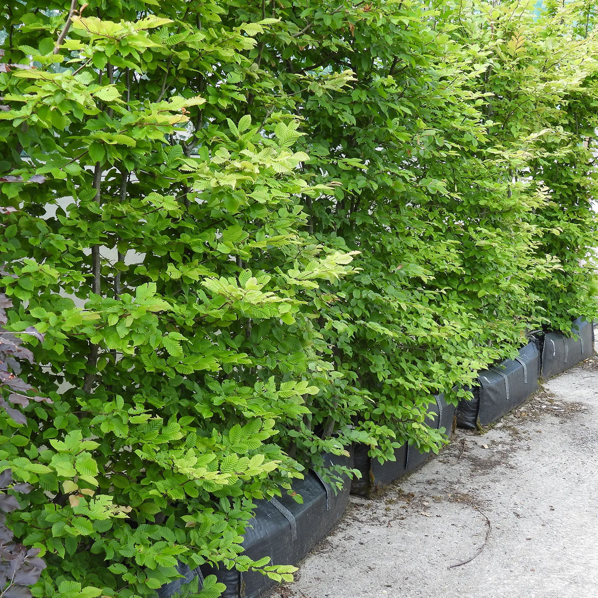 Instant hornbeam hedging trough