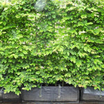 Instant Hornbeam hedging trough