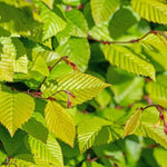 Hornbeam Hedge Leaves in Spring