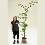 Hornbeam tree - 150/175cm tall - 10 Litre Pot