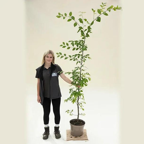 Hornbeam tree - 150/175cm tall - 10 Litre Pot