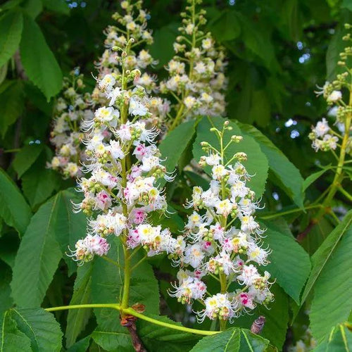 Horse Chestnut tree Flowers