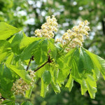 Horse Chestnut Tree Flowers