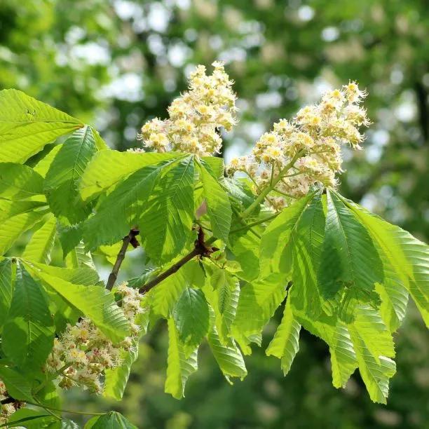 Horse Chestnut Tree Flowers