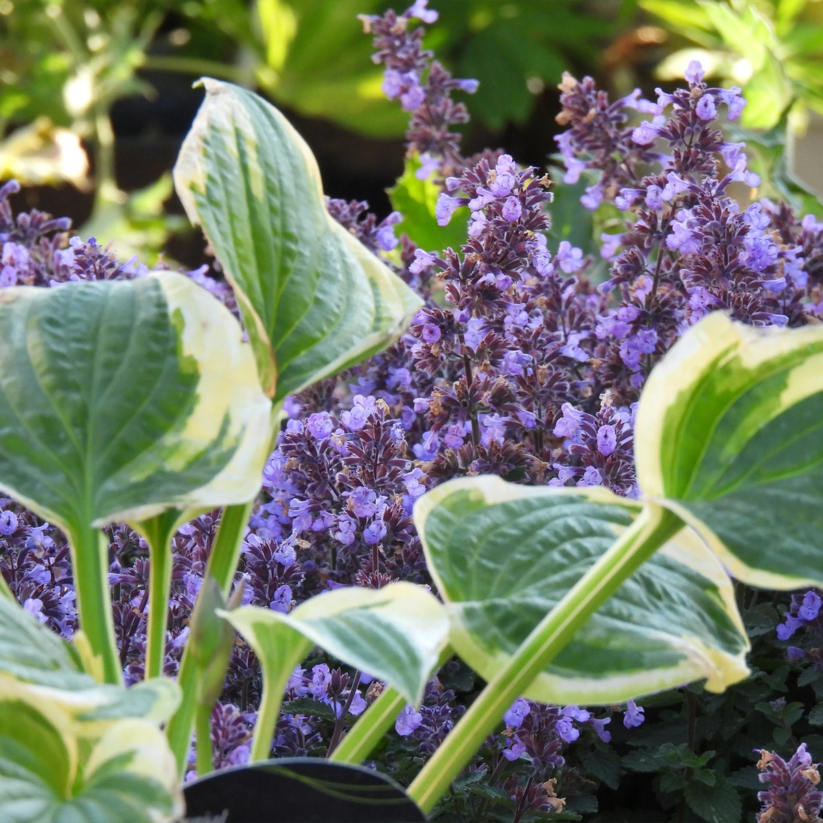 Variegated hosta plant with large green and cream leaves in the foreground and clusters of small purple flowers in the background.