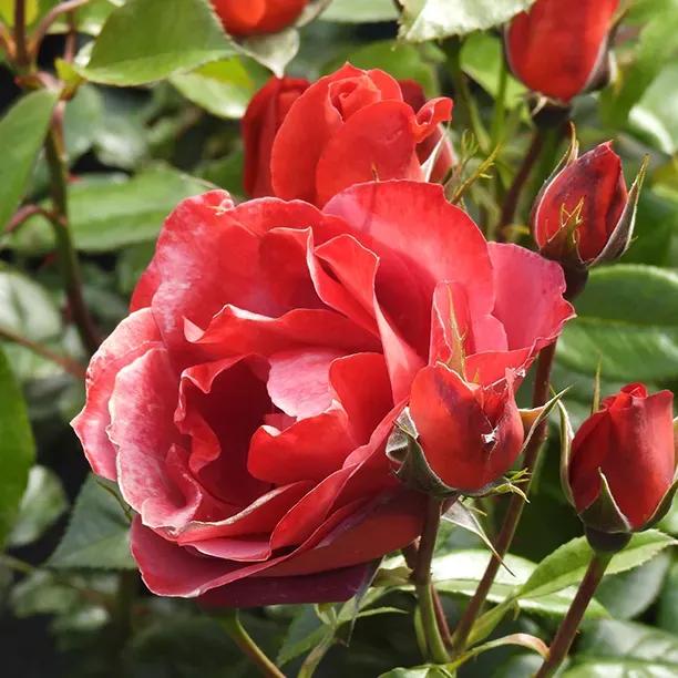 Hot Chocolate Red Rose Flowers