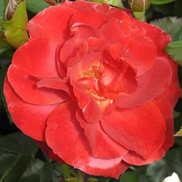 Hot Chocolate Red Rose Flowers