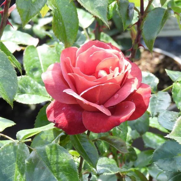 Hot Chocolate Rose Flowers