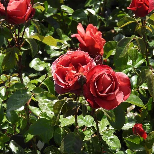 Hot Chocolate Rose Flowers