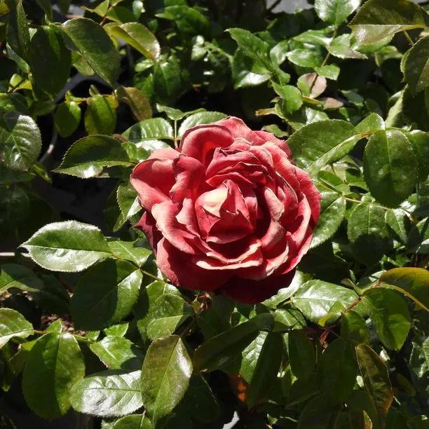 Hot Chocolate Rose Flowers